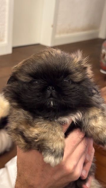 chiot disponible 