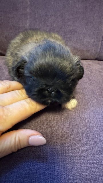Chiot Pekinois De La Foret De L'Empereur