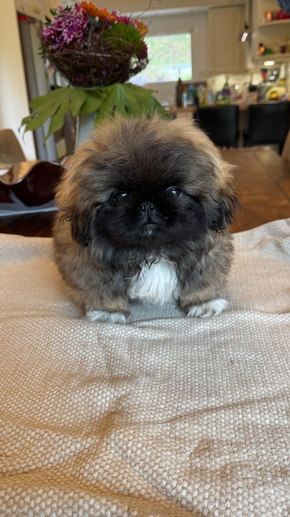 De La Foret De L'Empereur - Chiots disponibles - Pekinois